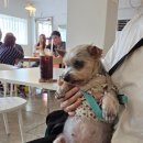 멍푸치노 Daum카페