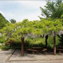 5월 28일 (목) 두위봉 철쭉과 야생화, 그리고 1400년 된 주목나무 이미지