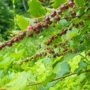 정금농장 이미지