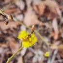 26290-20-07-029 | 밀양 국전천환종주(240317)/까칠한 오름내림속에 반가운 분홍진달래