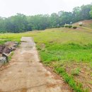 진화 묘 이미지