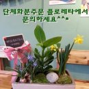 단체화분주문 플로레타에 문의하세요! 이미지