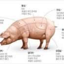 돼지 이미지