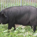 제주흑돼지 이미지