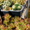 다미농원 이미지