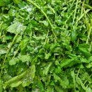 방금 담은 무청김치 쪽파김치 2분가능 이미지