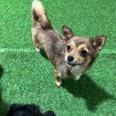 애니멀필드2 이미지