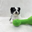 안산덴탈 | 안산강아지무료분양 제일 작은 강아지 장모치와와