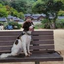 한국특수탐지견센터 이미지