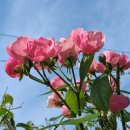 까사하나 이미지