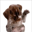 도그스토리 이미지