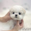 해피애견타운강아지분양서울본점 말티푸 미니비숑프리제 포메 | 강남강아지분양 젤 좋은곳에서 미니비숑입양 했어요