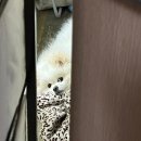 신한동물병원 이미지