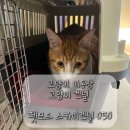 대한켄넬 | 병원갈 때 쓰기 좋은 고양이 켄넬/ 이동장 추천 :: 펫모드 스카이 켄넬 050