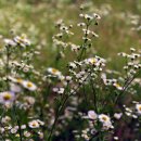 진주 청원리 이씨고가 이미지