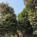 신흥동백나무군락 이미지