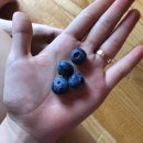 댕댕이 머리방 이미지