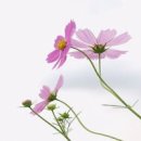 코스모스 이미지