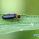 반딧불이 이미지