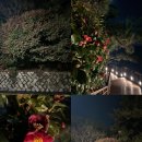 동백사랑마루요양원 | 부산 해운대 동백섬 동백꽃 명소 개화시기 실시간 동백 꽃말
