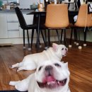 낭창한 강아지 이미지