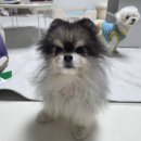 비엔동물전문의료센터 | 강아지 MRI 엑스레이 비용 부천 비엔24시동물병원