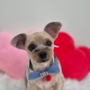 아모르 댕 이미지