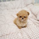 디디펫 수원강아지분양 | 수원 이의동 강아지분양 디디펫 가격 위치