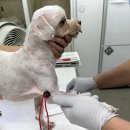 애니펫동물병원 이미지