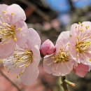 백양사(순천) 이미지