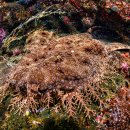 바다의왕자 이미지