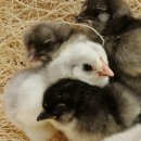 청계축산 이미지