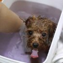 망고네 펫 살롱 이미지