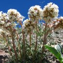 수상화서 이포몹시스 [spiked ipomopsis, 이포몹시스 스피카타 (Ipomopsis spicata)] 이미지