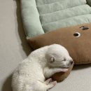 사랑아멍멍해 이미지