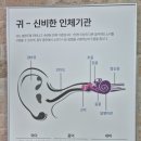 시그니아독일보청기구미
