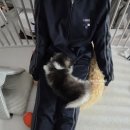 왓츠멍 남양주 강아지분양 | 중딩사춘기 를 방에서 나오게 하는 방법!! 5세대폼스키 강아지 키우기 🐾