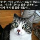 미야옹 네이버블로그