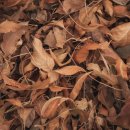 흙과나무의파도소리 이미지