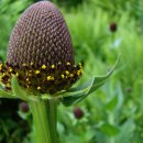 웨스턴 루드베키아 [루드베키아 오키덴탈리스 (Rudbeckia occidentalis)] 이미지