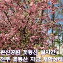 완산-60 | 전주 완산칠봉꽃동산 개화상태 주차 이동방법 총정리 : 전주 겹벚꽃 명소 2026년 4월 13일 후기