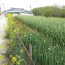 죽관메원 이미지