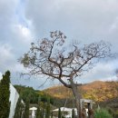 40 | 광주 근교 화순 카페 아이랑 가기 좋은 카페 [파인40] 후기! 산양 알파카 먹이주기 체험 가능!