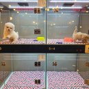 코코독(cocodog) 이미지