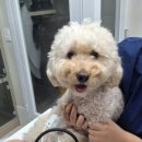 미르동물의료센터 이미지