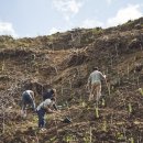 나무를심는사람들. 이미지