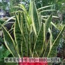 황진이룸 이미지