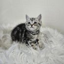 수원고양이분양 드림캣 안심분양센터 이미지