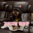 멍스팟 | 강아지랑 영화관에 가봤어요!｜시네멍 씨네Q 남양주다산 후기