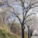 반지초등학교 | 2026 평택시민건강걷기대회 참가 후기, 평택 벚꽃명소 부락산둘레길 3코스